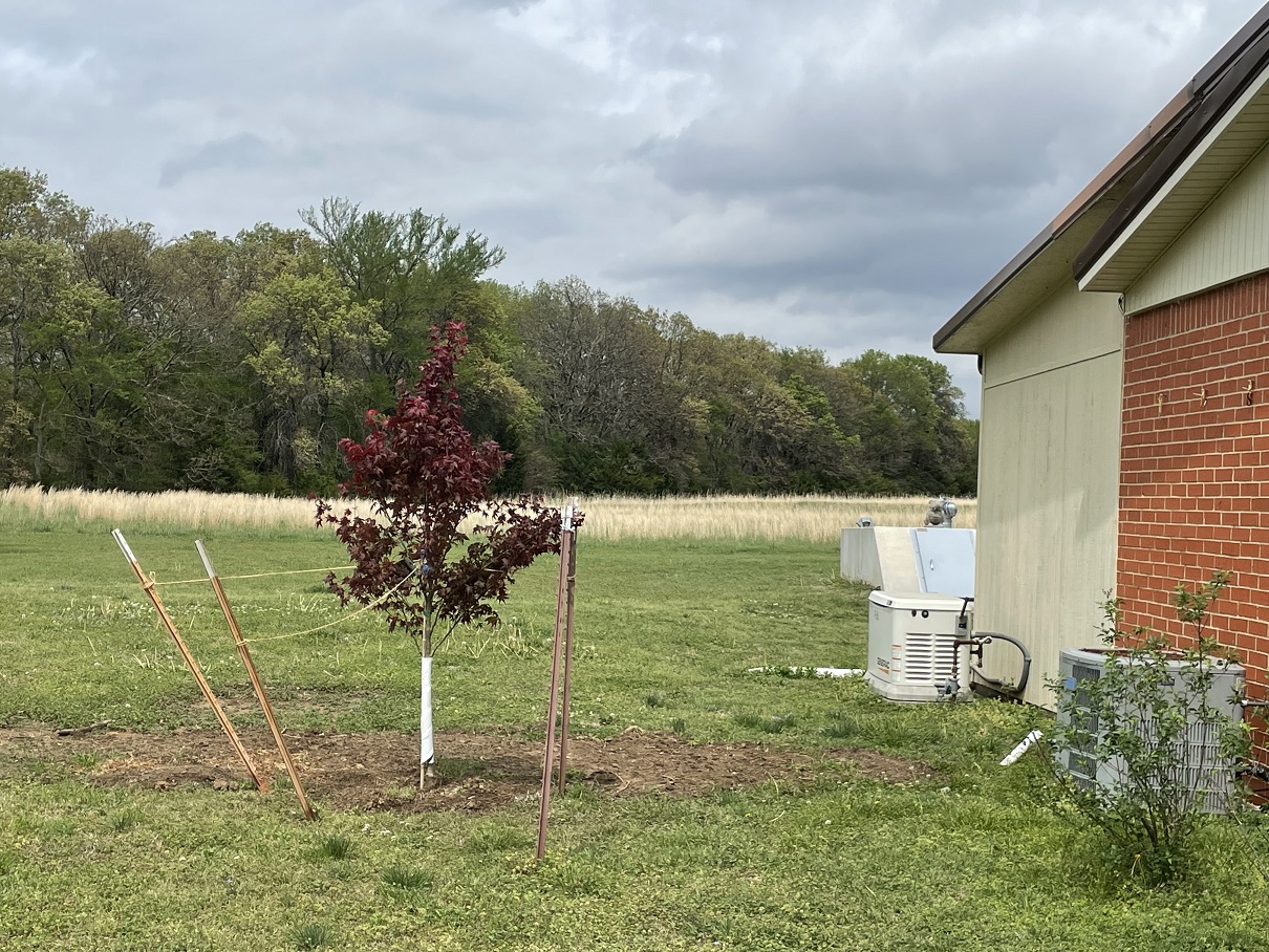 maple west end of house.jpeg