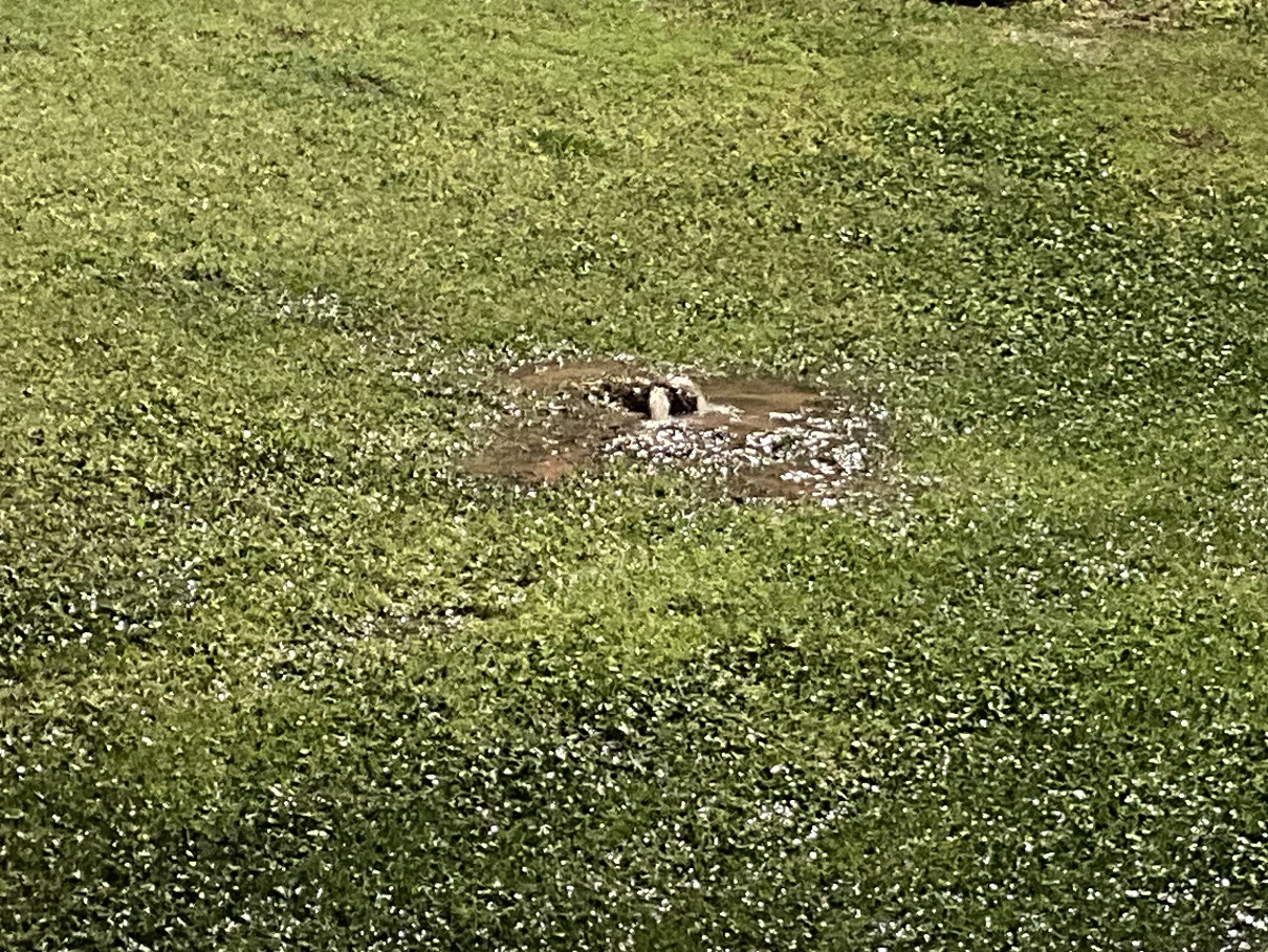 back yard spring.jpeg