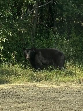 Castel Rock bear.jpg