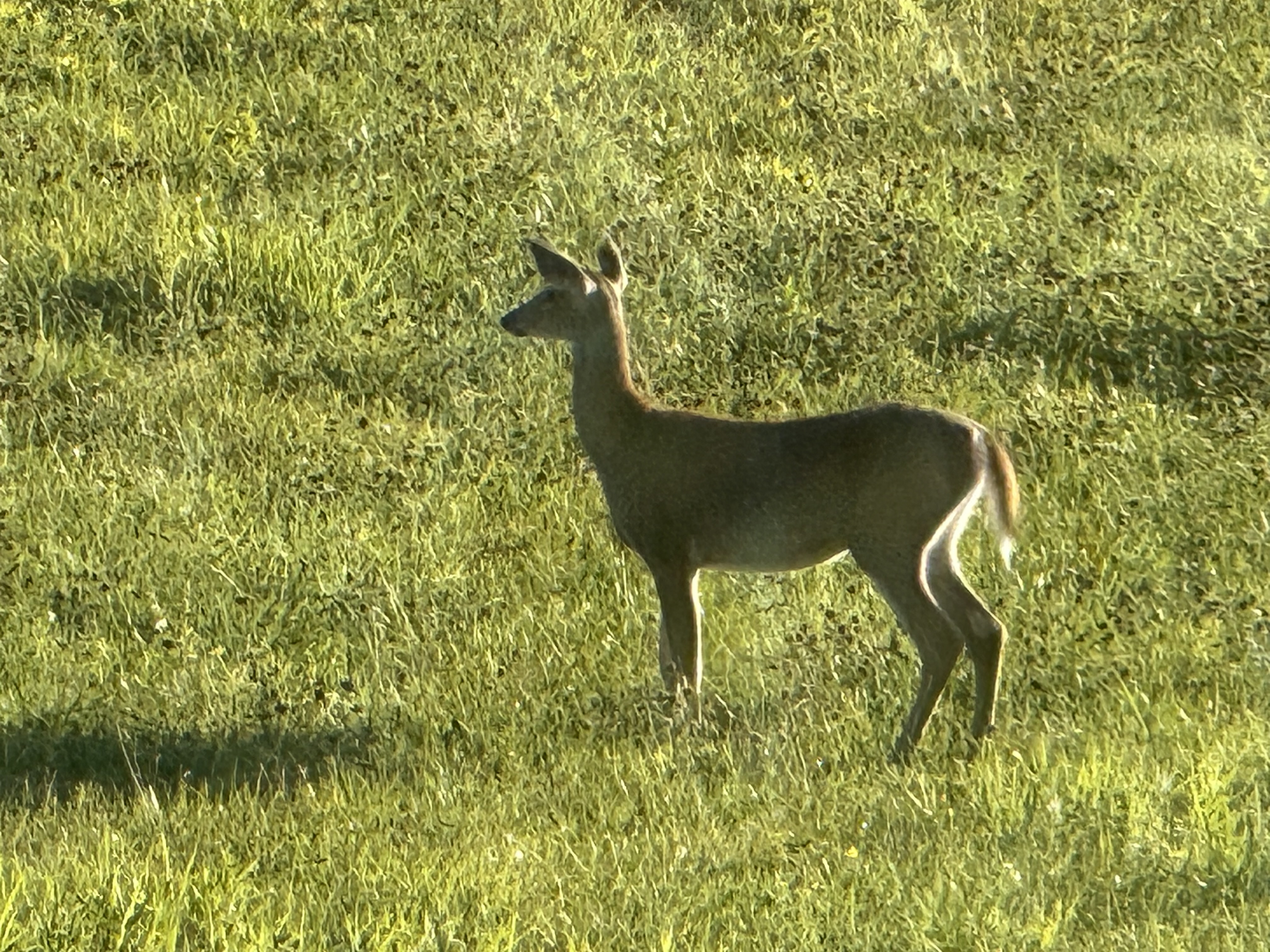 IMG_0315.jpeg