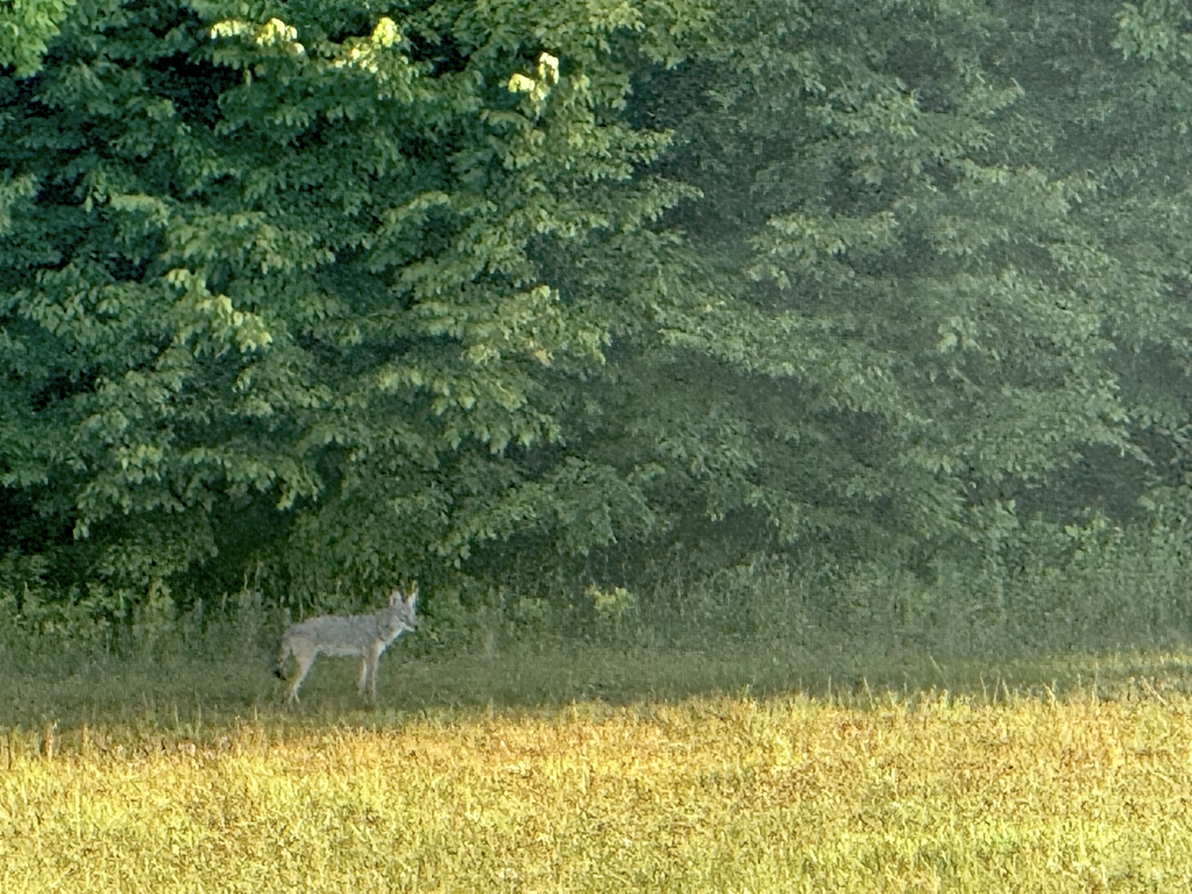 IMG_0314.jpeg