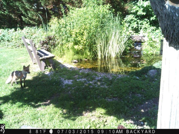 Fox by the Water Garden