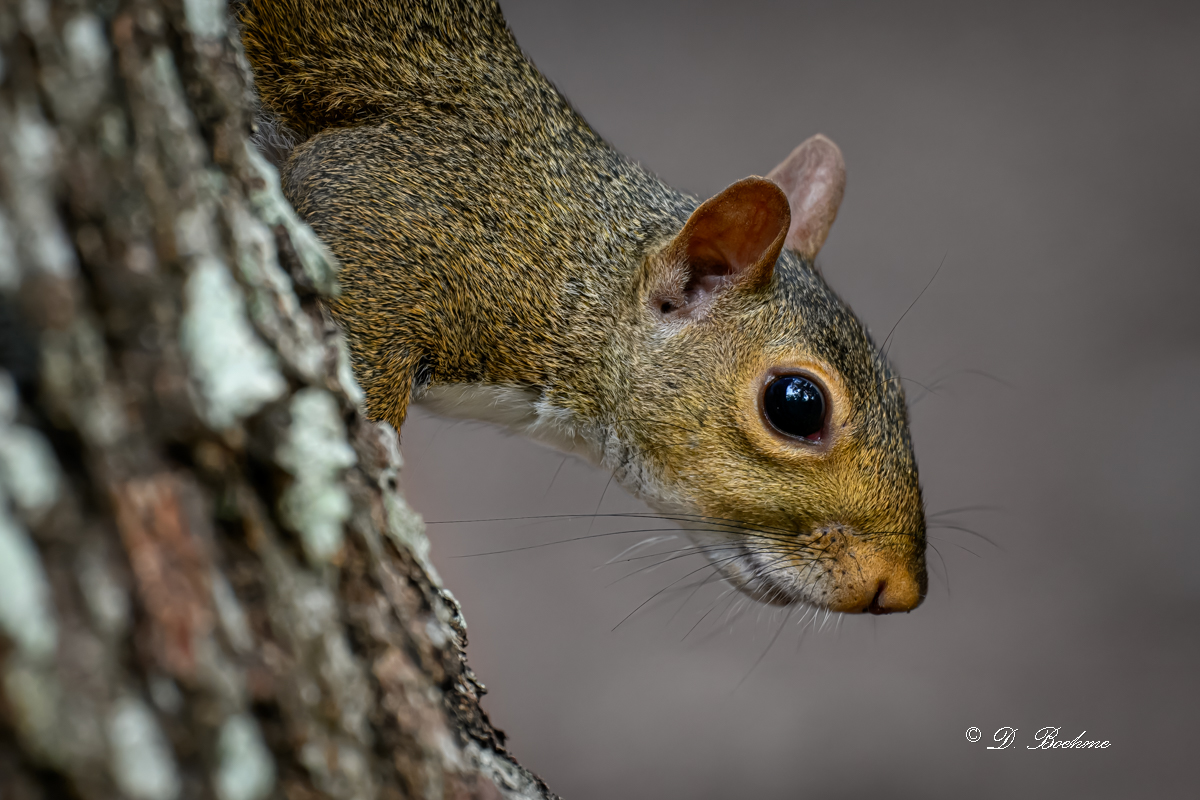 DSC_8468-topaz-rawdenoise.jpg
