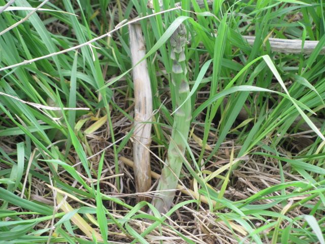 170514 001 Estelline Asparagus 004.jpg