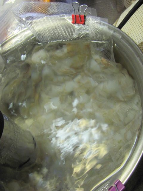 170524 002 shrimp 002.jpg