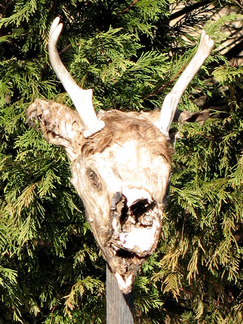 DeerHead_600x480.jpg