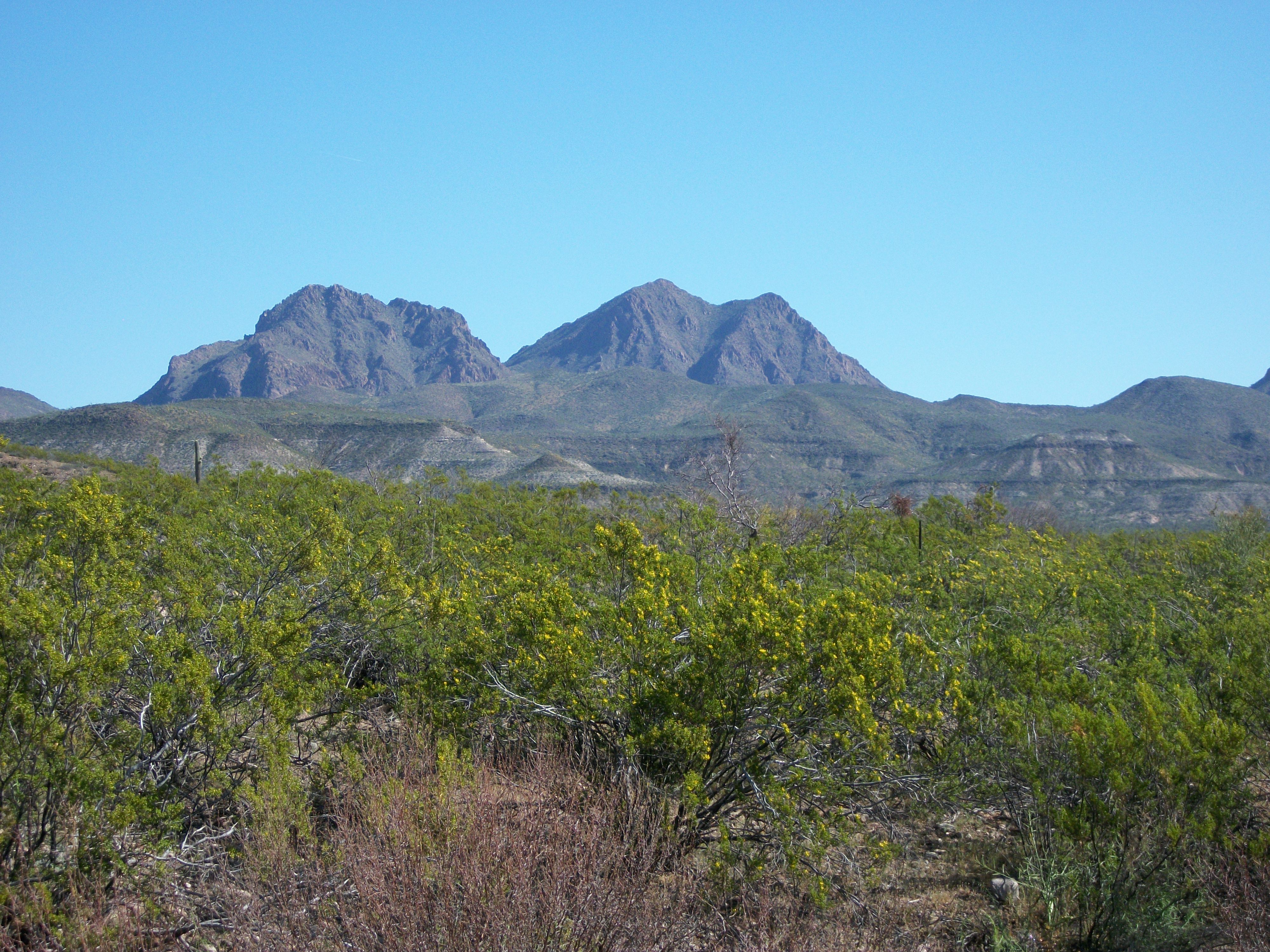 They told me this was as green as the desert was in several years