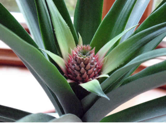 Pineapple Fruit