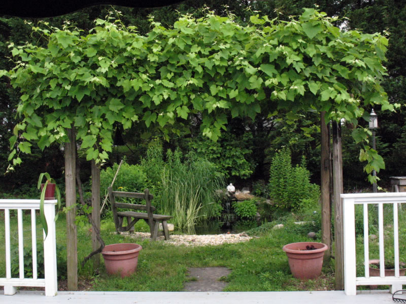 From the backyard deck