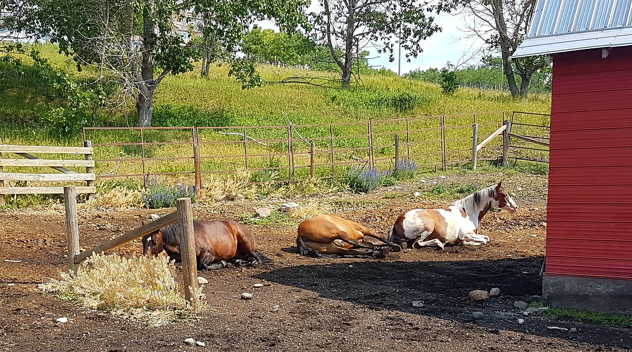 20170711_201020.jpg