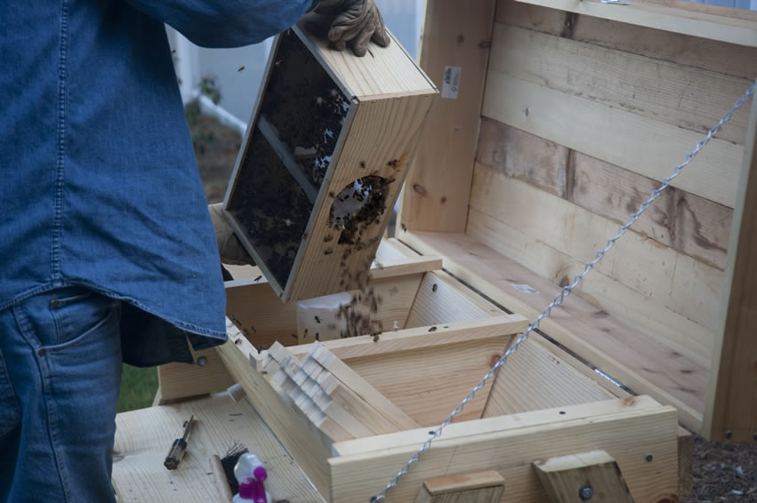 Top Bar Beehive and 10,000 bees.