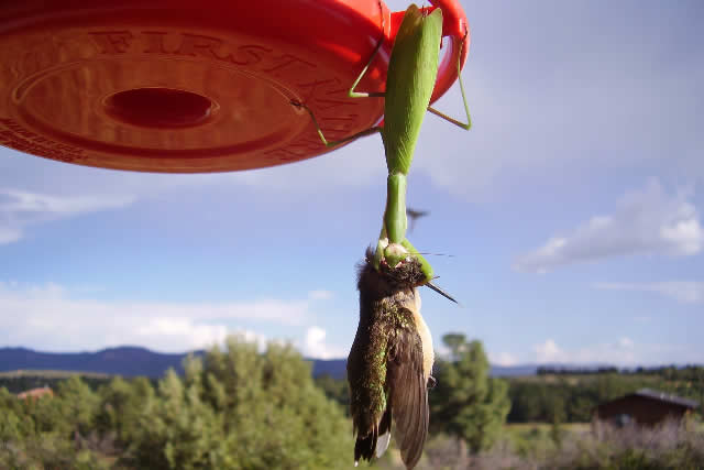Mantis Captures and Eats a Hummingbird's Brain