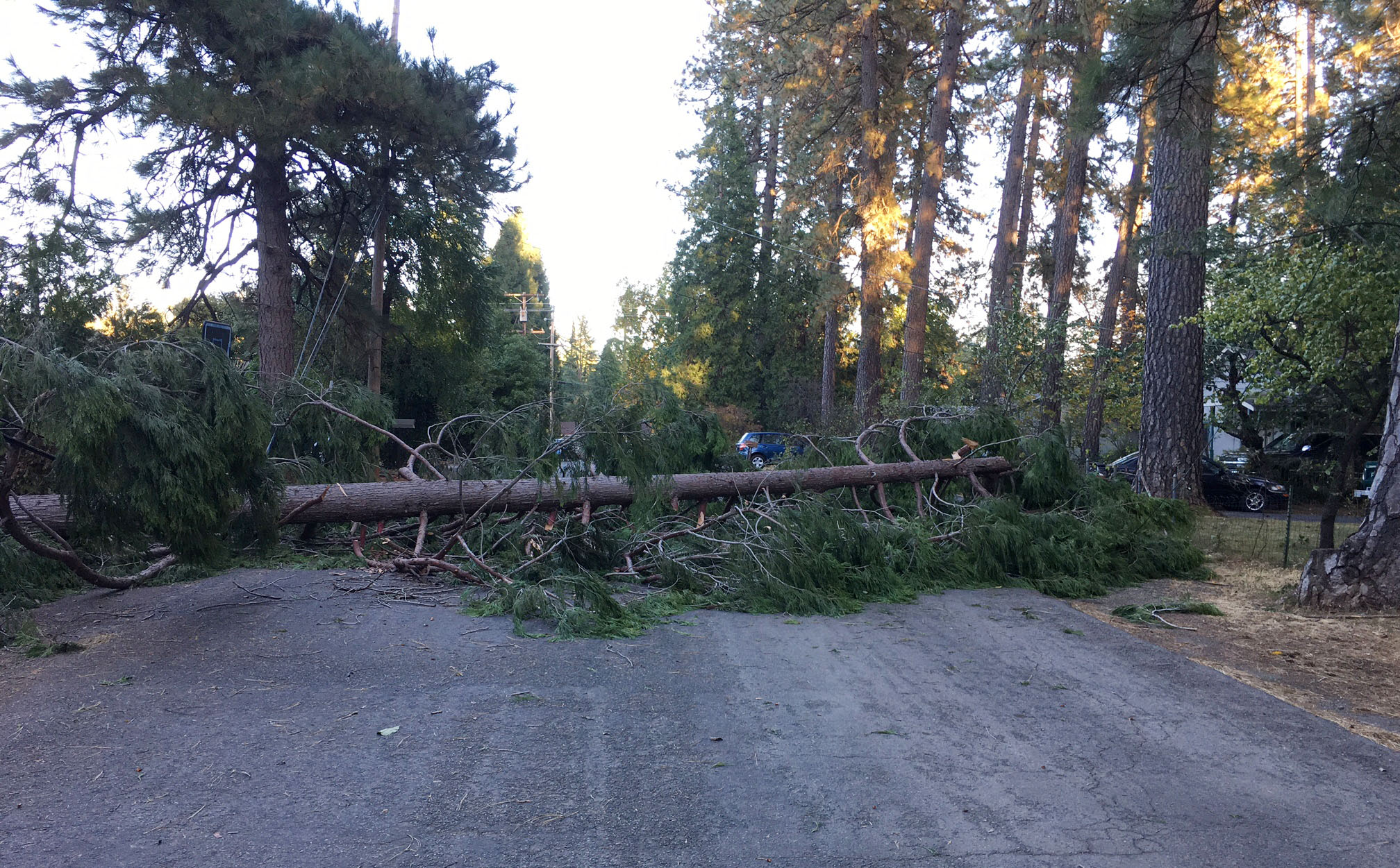 Tree down.JPG