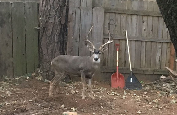 Buck.JPG