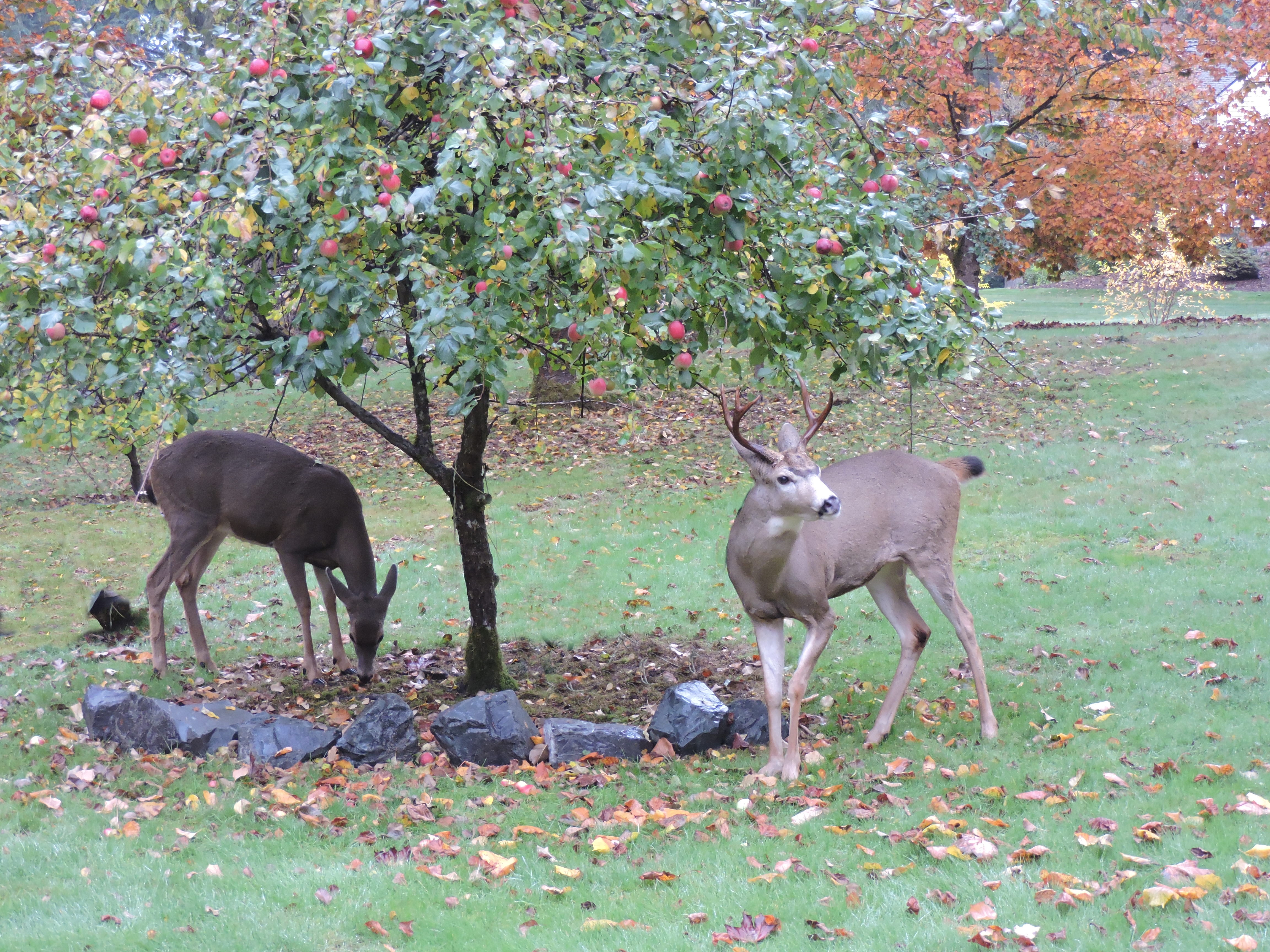 DSCN5600.JPG