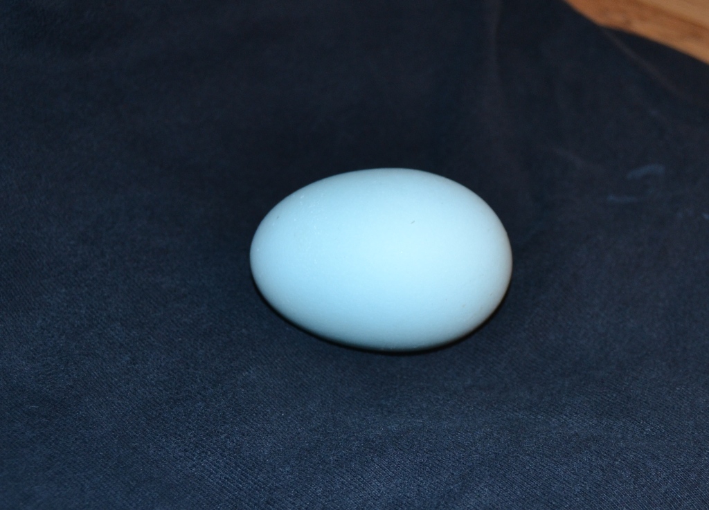 cream legbar blue egg.jpg
