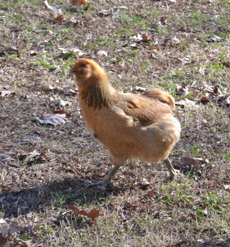 araucana short bus.jpg