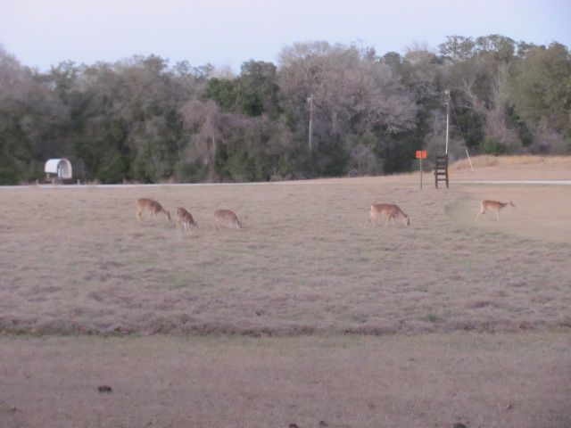 180129 004 Colorado River Deer 001.jpg