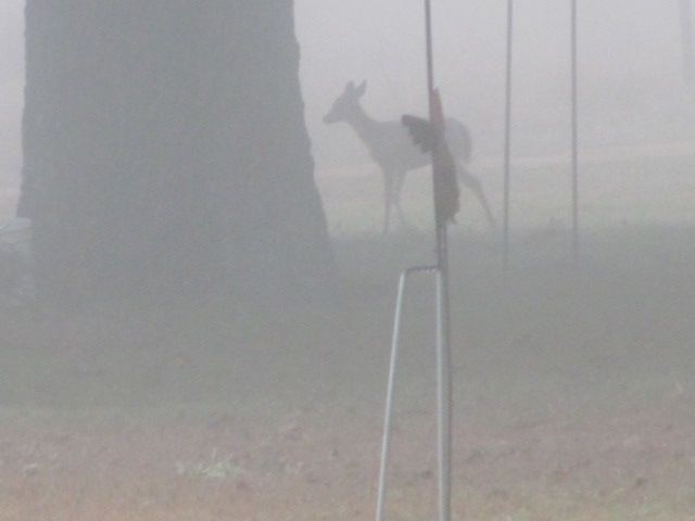 180204 001 FOGGY 009.jpg
