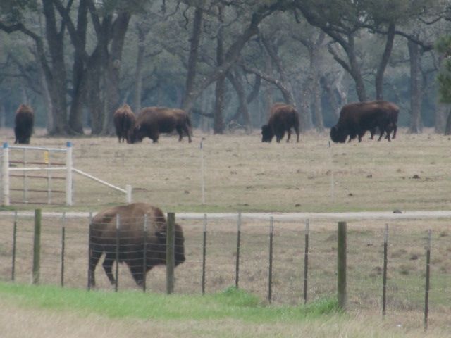 180212 001 Buffalo near Columbus 002.jpg