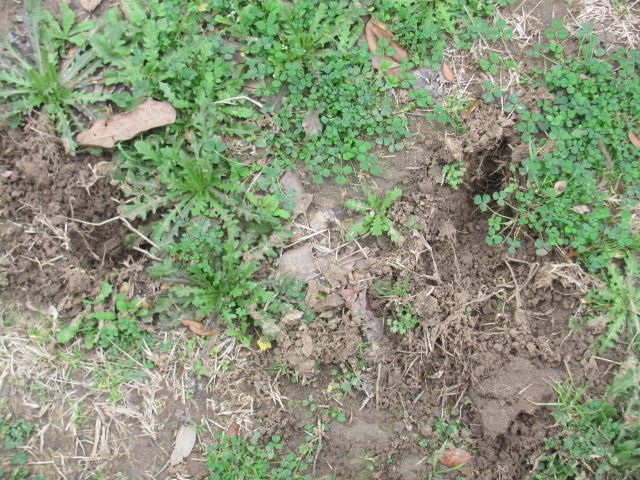 180216 001 armadillo hole 003.jpg