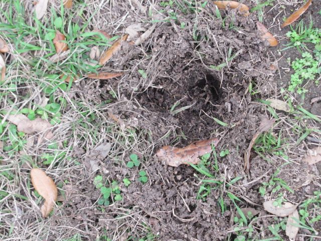180216 001 armadillo hole 002.jpg