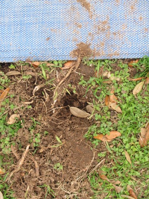 180216 001 armadillo hole 001.jpg