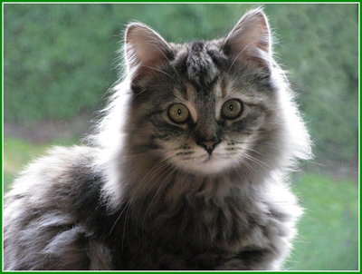 Polly 001.JPG
